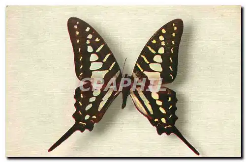 Ansichtskarte AK Papilio Antheus Afrique