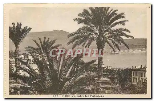 Cartes postales Nice vu entre les palmiers