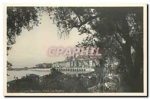 Cartes postales Menton Entre les Olivers