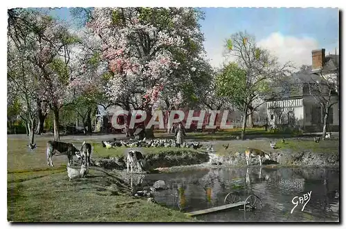 Cartes postales La Normandie A l'abreuvoir Vache Coq Poules