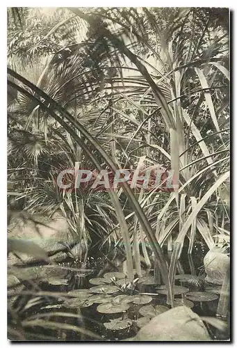 Ansichtskarte AK Musee National d'Histoir Naturelle Jardin des Plantes Paris Jardin d'Hiver le Marigot avec les V