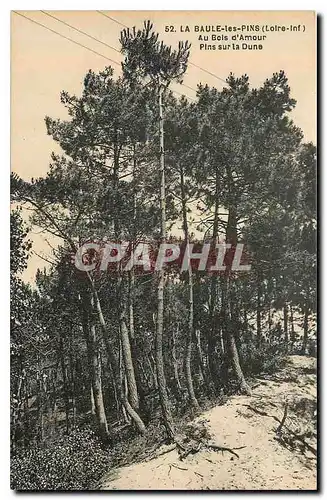 Cartes postales La Baule les Pins Loire Inf au Bois d'Amour Pins sur la Dune