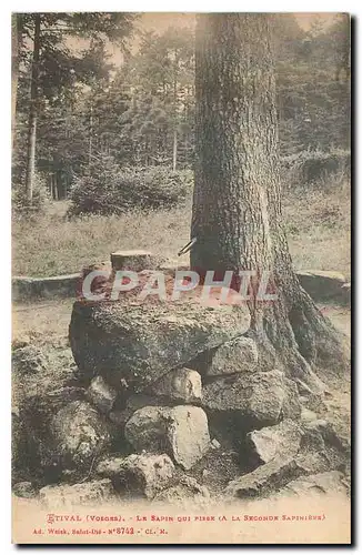 Cartes postales Etival Vosges a la seconde Sapiniere