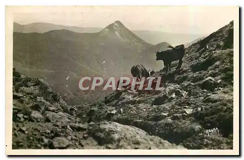 Cartes postales Cantal le Puy Griou vu des Flancs du Puy Mary Vache