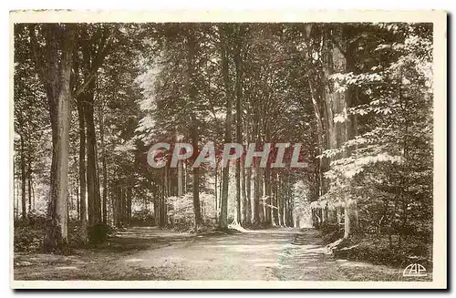 Cartes postales Flers sous bois dans le Parc