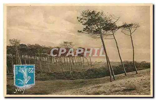Cartes postales La Douce France Les Landes de Gascogne a Cap Breton Les Pins de la Cote d'Argent fils de la dune