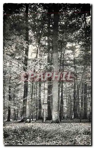 Ansichtskarte AK Foret de Berce Sarthe Le Chene Boppe Baptise du nom d'un Directeur de l'Ecole Forestiere de Nanc