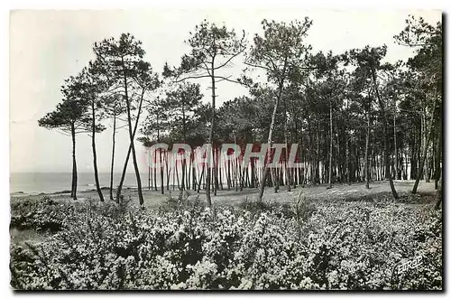 Cartes postales Les Sables d'Olonne Vendee Les abords de la cote au printemps vers la Pironniere