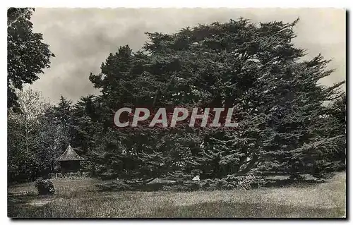 Cartes postales Montmorency Le Cedre du Liban