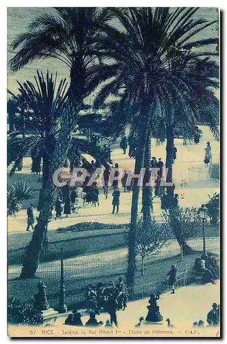 Cartes postales Nice Jardins du Roi Albert I Etude de Palmiers