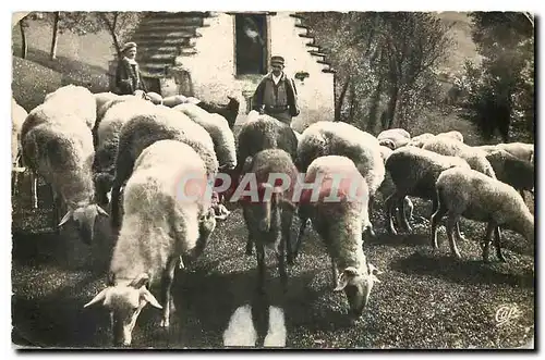 Cartes postales moderne Scenes et Types des Pyrenees Moutons au Paturage