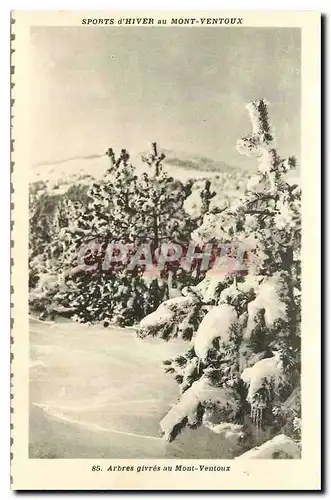 Cartes postales Sports d'hiver au Mont Ventoux Arbres Givres au Mont Ventoux