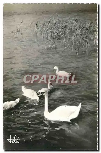 Cartes postales Sous l'oeil vigilant de la Maman Cygnes