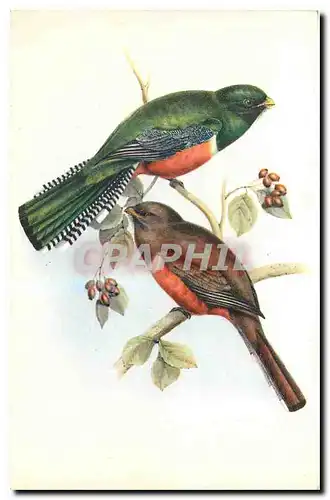 Cartes postales Trogon Collaris