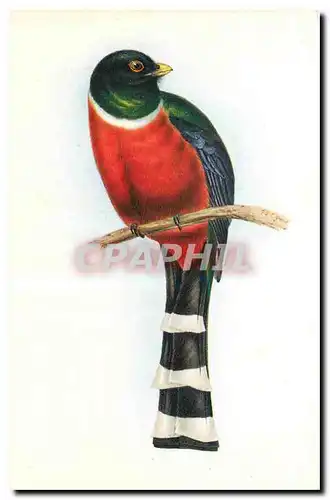 Cartes postales Trogon Mexicanus