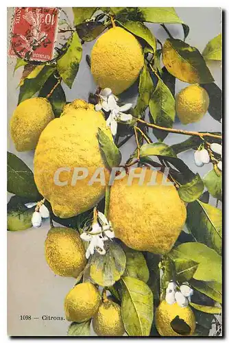 Cartes postales Citrons