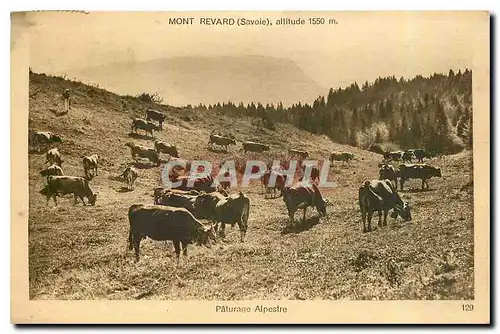 Cartes postales Mont Revard Savoie Paturgae alpestre Vaches