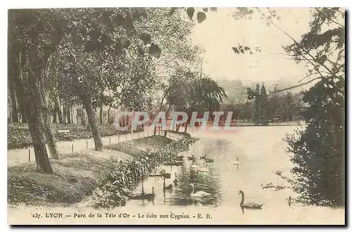 Cartes postales Lyon Parc de la Tete d'Or Le coin aux Cygnes