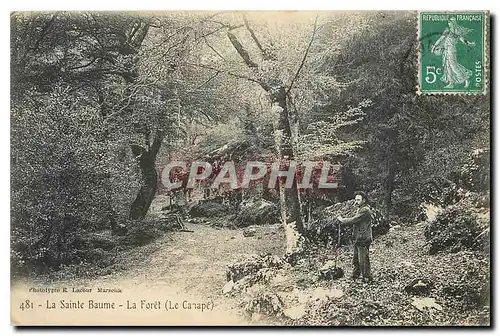 Cartes postales La Sainte Baume La Foret Le Canape