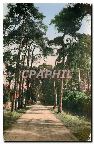 Cartes postales Beauchamp S et O Avenue des Sapins