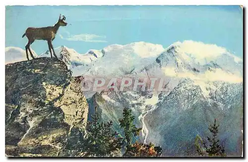 Cartes postales Chasseurs de Chamois au Puys Mont Blanc Dans le silence du murmure des sources ou du vol des cha