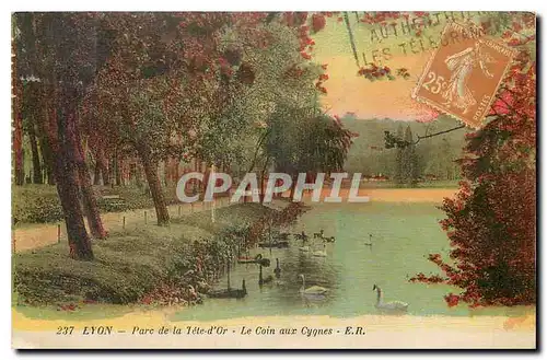 Cartes postales Lyon Parc de la Tete d'Or Le Coin aux Cygnes