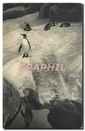 Ansichtskarte AK Museum National d'Histoire Naturelle Parc Zoologique du Bois de Vincennes Paris Un pingouin roya