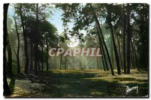 Cartes postales moderne Images de France En flanant au Bois de Vincennes Brume dans les Pins