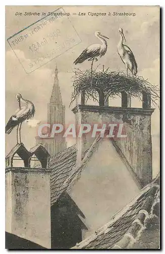 Cartes postales Les Cigognes a Strasbourg