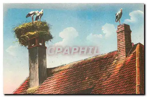 Cartes postales Nid de Cigognes Alsace