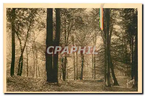 Cartes postales Fontainebleau Seine et Marne Un joli coin de la foret en automne