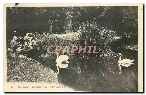 Cartes postales Lucon Les Cygnes du Jardin Dumaine