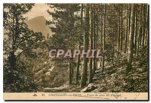 Cartes postales Chatillon en Diois Foret de pins de Pienard