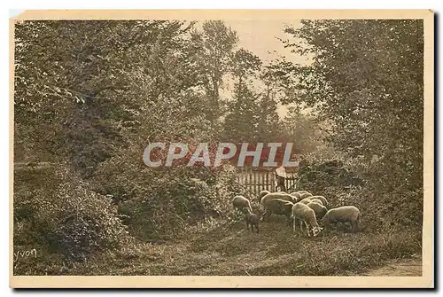 Cartes postales En Saintonge Region de St Fort Pastorale Moutons