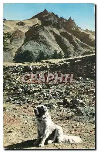 Cartes postales l'Auvergne Chien de Montagne Au fond le Sancy Chien