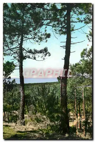 Cartes postales moderne St Jean de Monts Vendee Paysage en Foret la Mer de Pins