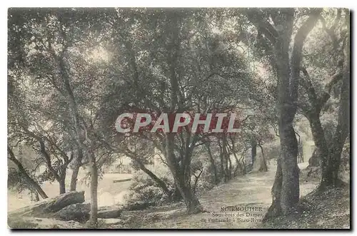 Cartes postales Noirmoutier Sous bois des Dames