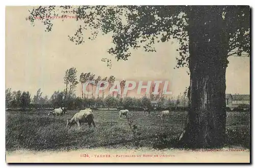 Ansichtskarte AK Tarbes Paturages au Bord de l'Adour Vaches