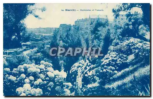 Cartes postales Biarritz Hortensias et tamaris