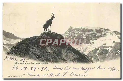 Cartes postales Chamois dans les hautes alpes