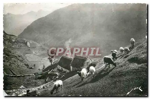 Ansichtskarte AK Terroir Pyreneen Paturage en Haute Montagne