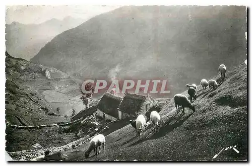 Cartes postales Terroir Pyreneen Paturage en Haute Montagne