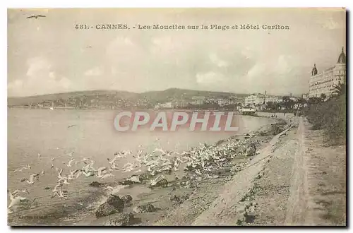 Cartes postales Cannes Les Mouettes sur la Plage et Hotel Cariton