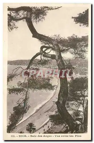 Ansichtskarte AK Nice Baie des Anges Vue entre les Pins