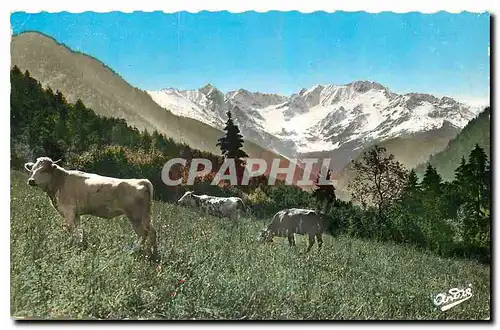 Moderne Karte Paysages Alpestres Paturage Vaches