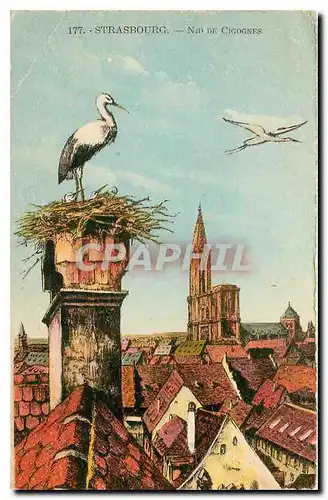 Cartes postales Strasbourg Nid de Cigognes