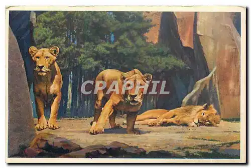 Ansichtskarte AK Museum National d'Histoire Naturelle Parc Zoologique du Bois de Vincennes Paris Lion et Lionnes