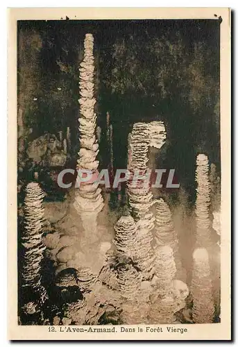 Cartes postales L'Aven Armand Dans la Foret Vierge