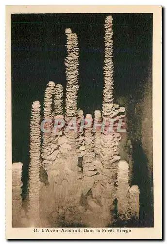 Cartes postales L'Aven Armand Dans la Foret Vierge