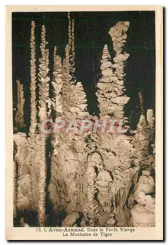 Cartes postales L'Aven Armand Dans la Foret Vierge La Machoire de Tigre